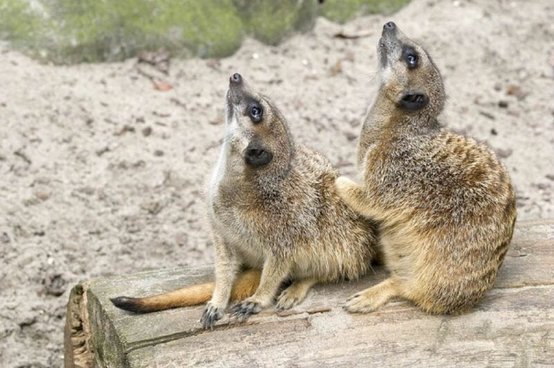 From Krakow: Zoo Trip With Transfer - Key Points