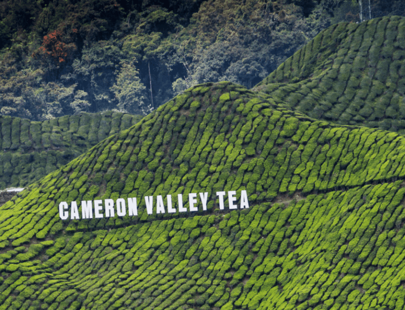 From Kuala Lumpur: Cameron Highlands and Batu Cave Tour - Experience Summary