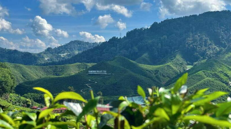 From Kuala Lumpur: Cameron Highlands Day Tour w/Lunch&Pickup - Introduction