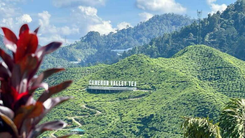 From Kuala Lumpur: Cameron Highlands Day Tour w/Lunch&Pickup - Key Points