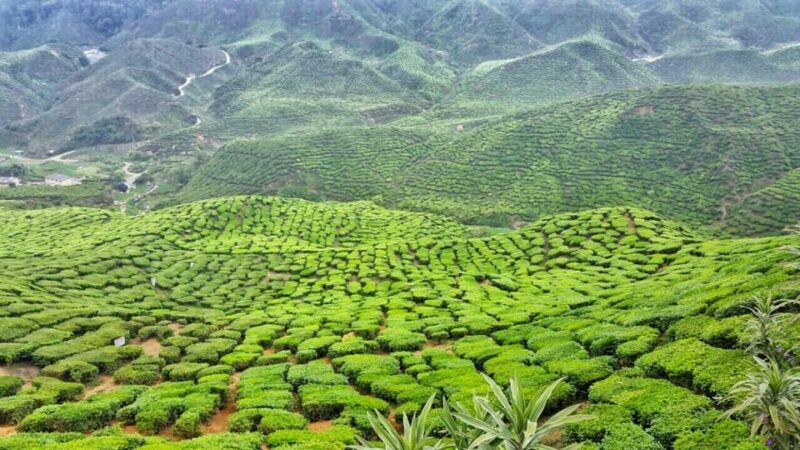 From Kuala Lumpur: Cameron Highlands Day Tour w/Lunch&Pickup - Who Should Consider This Tour?