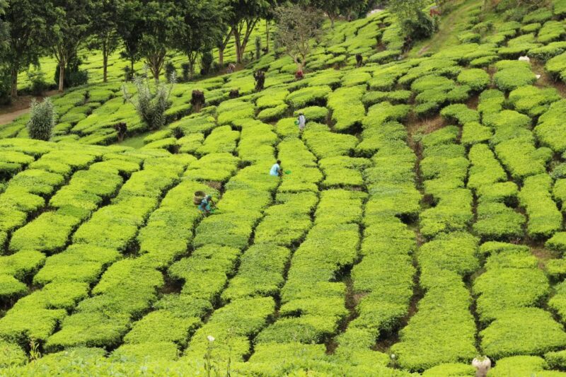 From Kuala Lumpur: Cameron Highlands Day Tour With Lunch - Itinerary Highlights