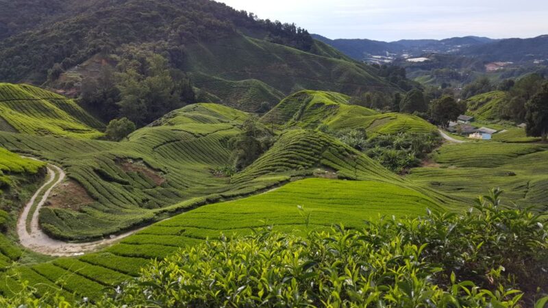 From Kuala Lumpur: Cameron Highlands Day Tour With Lunch - Pickup and Meeting Points