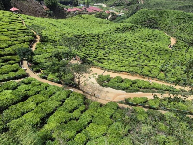 From Kuala Lumpur: Cameron Highlands Day Tour With Lunch - Customer Reviews