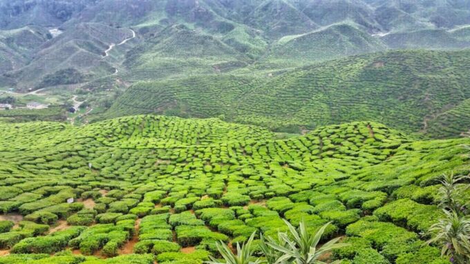 From Kuala Lumpur: Cameron Highlands Day Tour With Lunch - Frequently Asked Questions