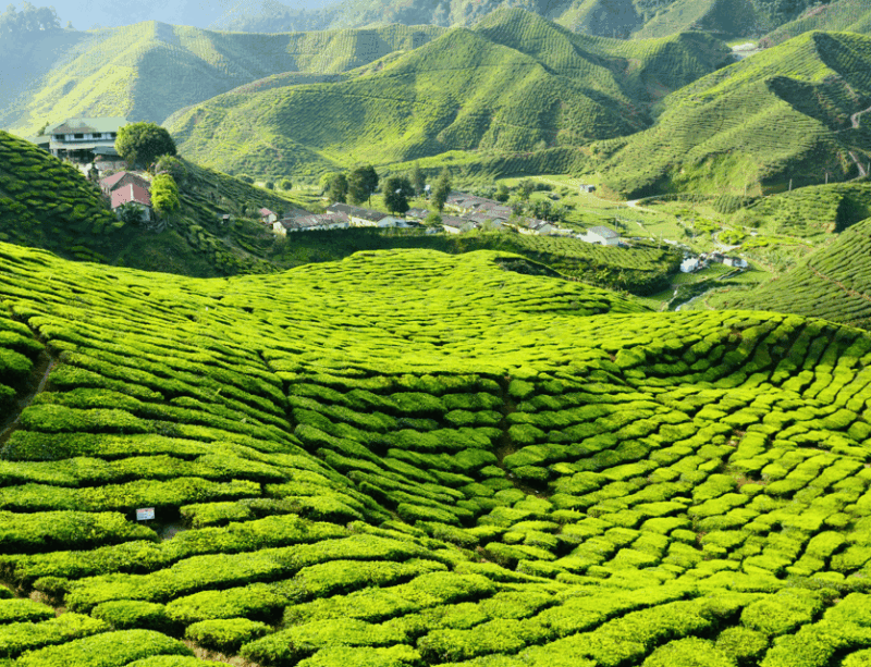 From Kuala Lumpur: Cameron Highlands Private Guided Tour - Key Points