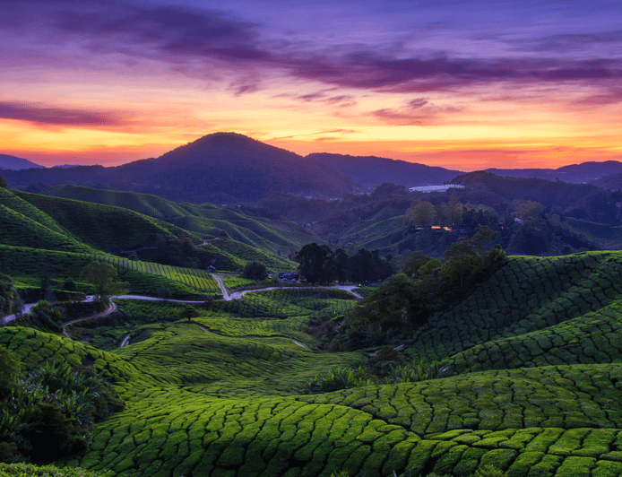 From Kuala Lumpur: Cameron Highlands Private Guided Tour - Experience and Activities