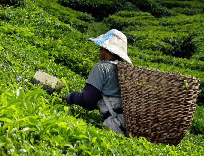 From Kuala Lumpur: Cameron Highlands Private Guided Tour - Pickup and Drop-off