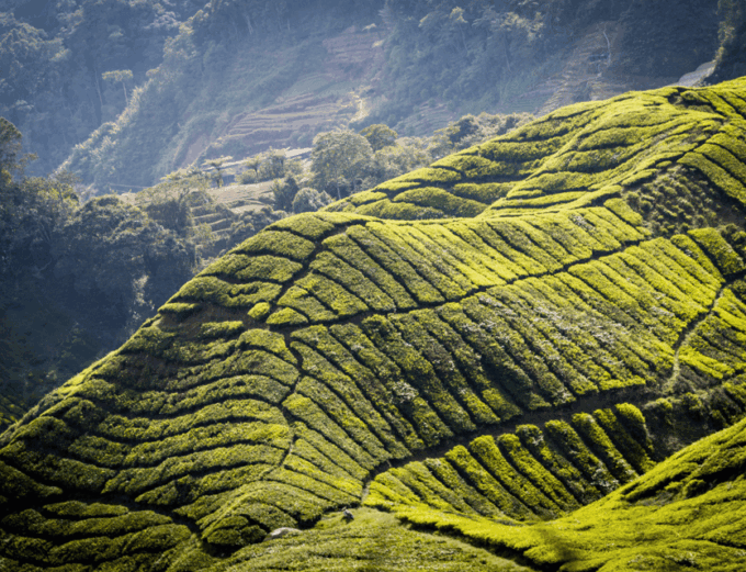 From Kuala Lumpur: Cameron Highlands Private Guided Tour - Tour Reviews and Ratings