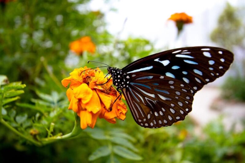 From Kuala Lumpur: Cameron Highlands Private or Join In Tour - Key Points