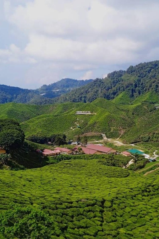From Kuala Lumpur: Cameron Highlands Private or Join In Tour - Itinerary and Highlights