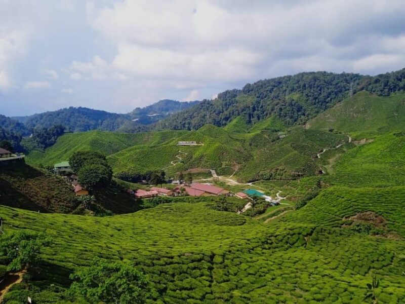 From Kuala Lumpur: Cameron Highlands Private or Join In Tour - Transportation and Pickup Details