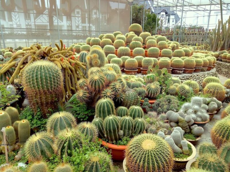 From Kuala Lumpur: Cameron Highlands Private or Join In Tour - Customer Reviews and Ratings