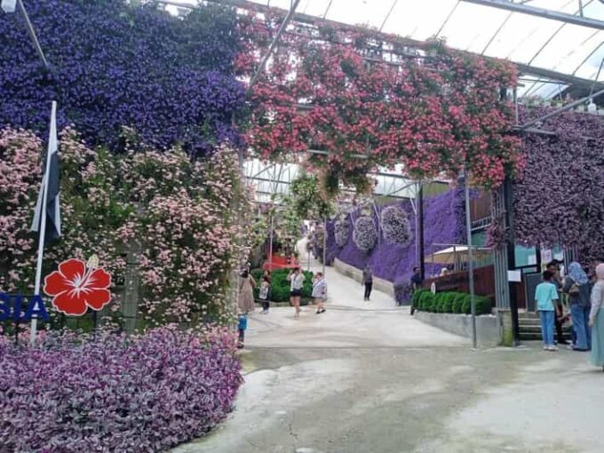 From Kuala Lumpur: Cameron Highlands Private or Join In Tour - Natures Serenity and Exploration