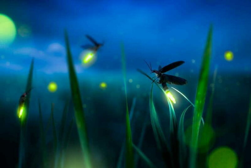 From Kuala Lumpur: Fireflies Tour and Seafood Dinner - Key Points