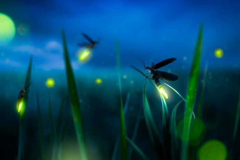 From Kuala Lumpur: Fireflies Tour and Seafood Dinner - FAQ