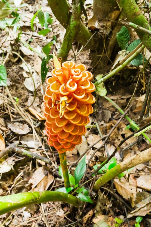 From Kuala Lumpur: Full-Day Taman Negara National Park - Key Points
