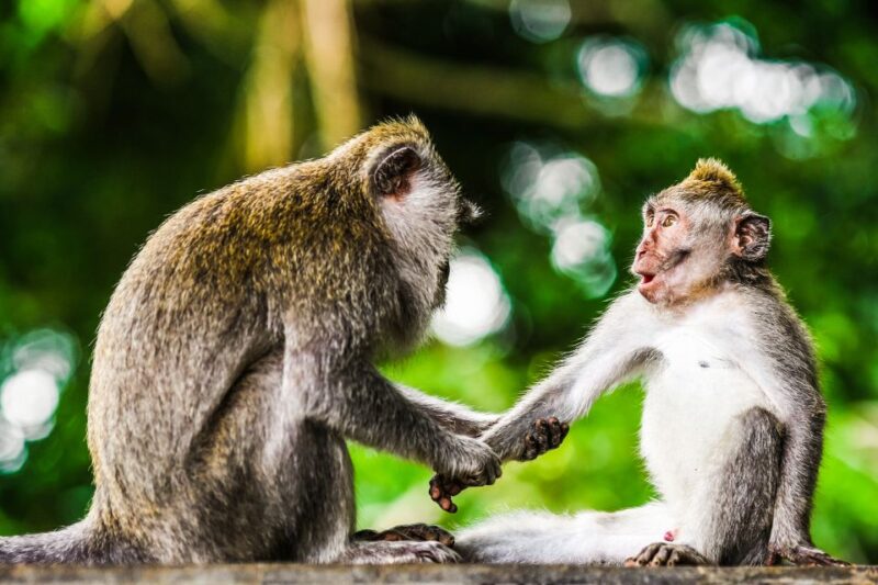 From Kuala Lumpur: Full-Day Taman Negara National Park - Itinerary and Activities