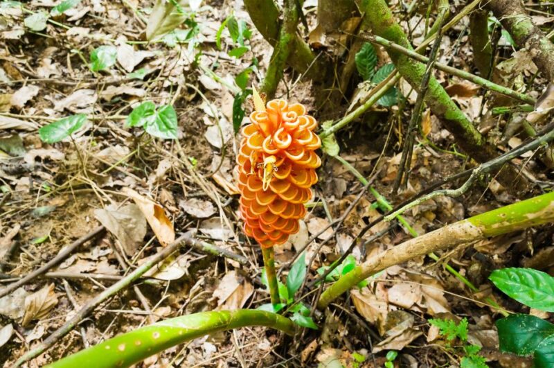 From Kuala Lumpur: Full-Day Taman Negara National Park - Customer Reviews