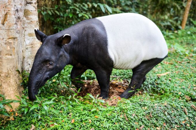 From Kuala Lumpur: Full-Day Taman Negara National Park - Cultural Immersion Experience
