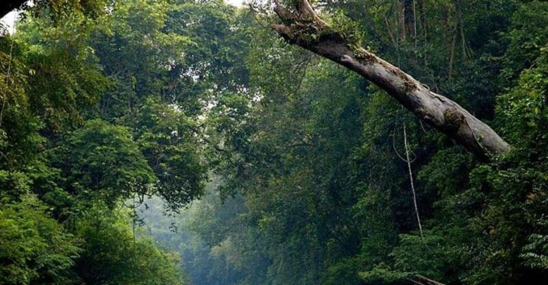 From Kuala Lumpur: Full Day Tour to Taman Negara - Included in the Tour