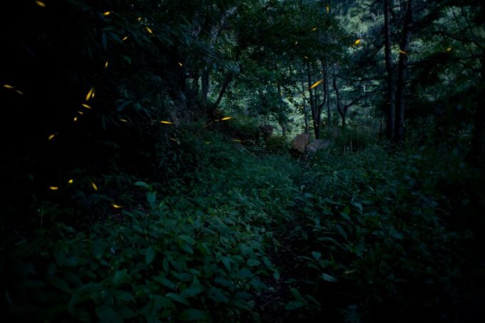 From Kuala Lumpur: Kuala Selangor Fireflies Tour With Dinner - Frequently Asked Questions