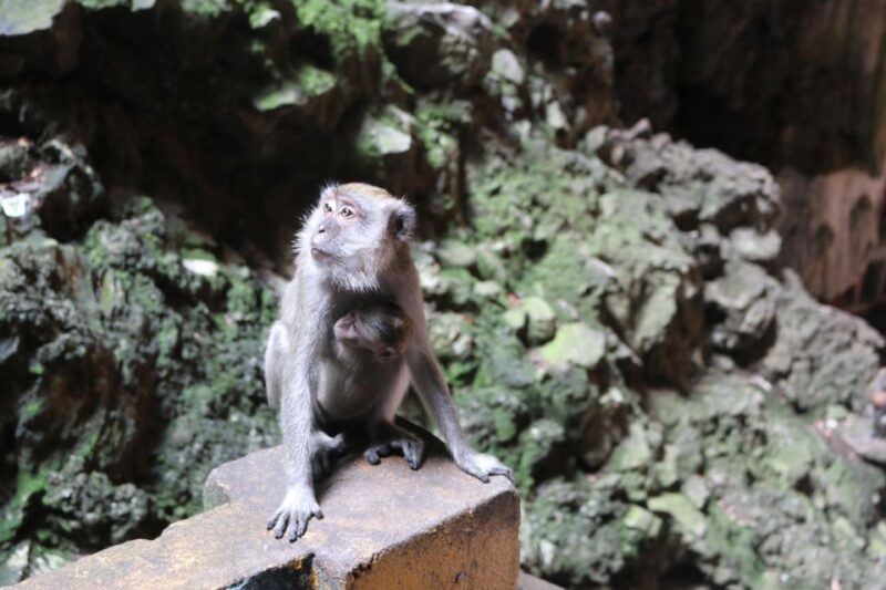 From Kuala Lumpur: Private Batu Caves Temple Tour - Batu Caves Visit