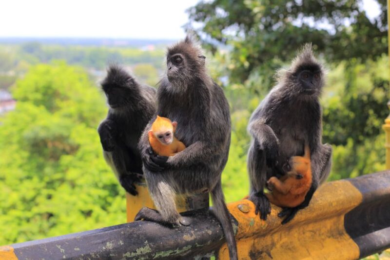 From Kuala Lumpur: Private Fireflies Tour and Seafood Dinner - Accessibility and Packing