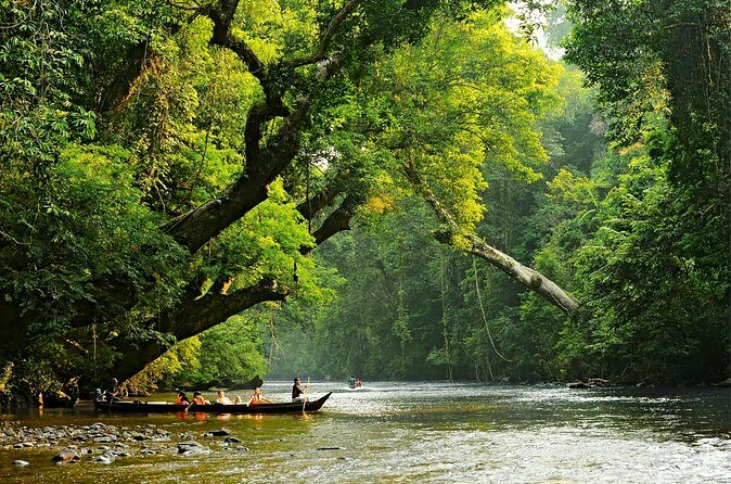 From Kuala Lumpur Taman Negara Day Trip With Lunch - Authentic Experience and Traveler Feedback