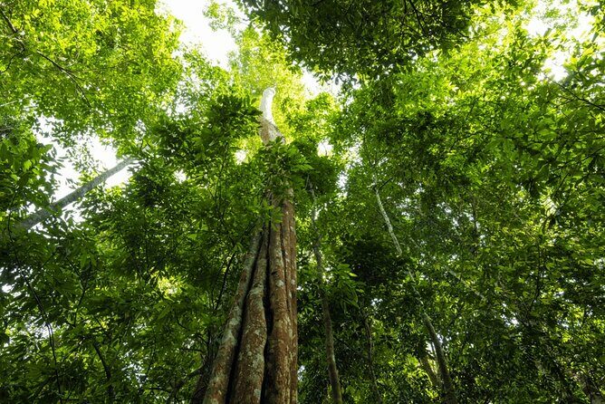 From Kuala Lumpur Taman Negara Day Trip With Lunch - FAQ: Practical Questions About the Taman Negara Day Trip