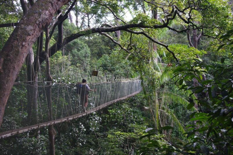 From Kuala Lumpur: Taman Negara National Park Day Tour - Meeting Point and Solo Travelers