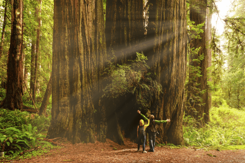From Kuala Lumpur: Taman Negara National Park Private Tour - Tour Details