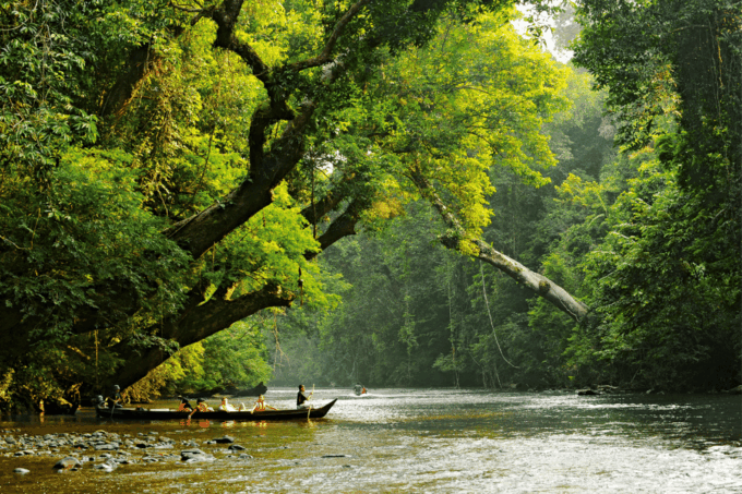 From Kuala Lumpur: Taman Negara National Park Private Tour - Customer Feedback