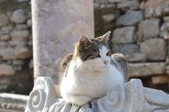 From Kusadasi Port: Ephesus Tour With Skip-The-Line Entry - Visit House of Virgin Mary