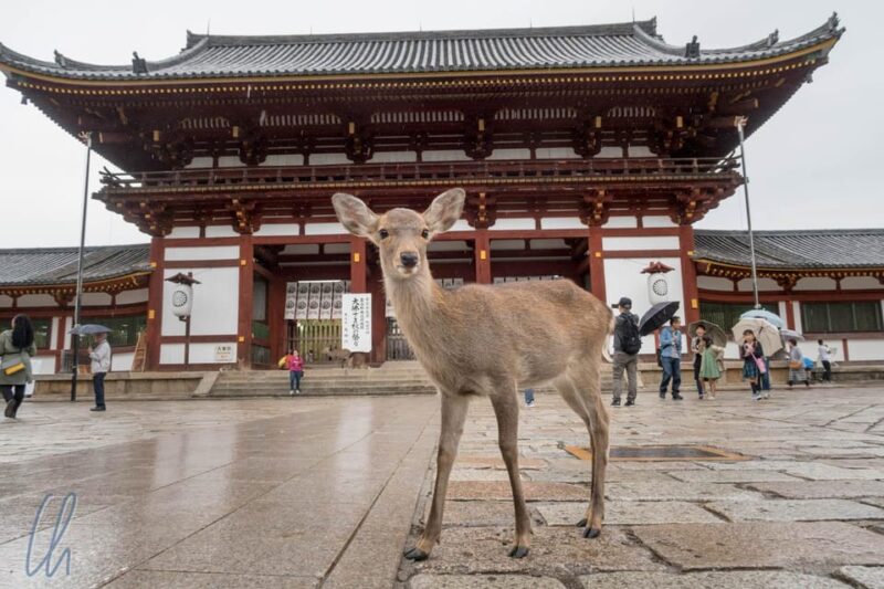 From Kyoto: Day-Trip to Fushimi Inari, Nara Park, and Osaka - Highlights of the Tour