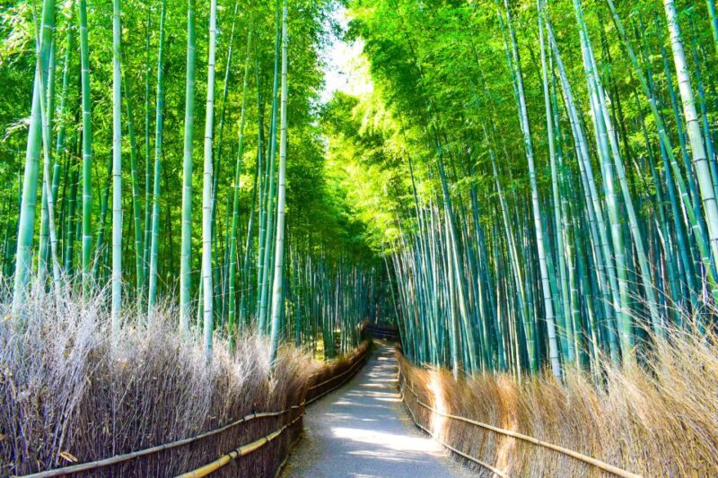 From Kyoto: Guided Day Trip to Kyoto and Nara With Lunch - Meeting Point and Check-in
