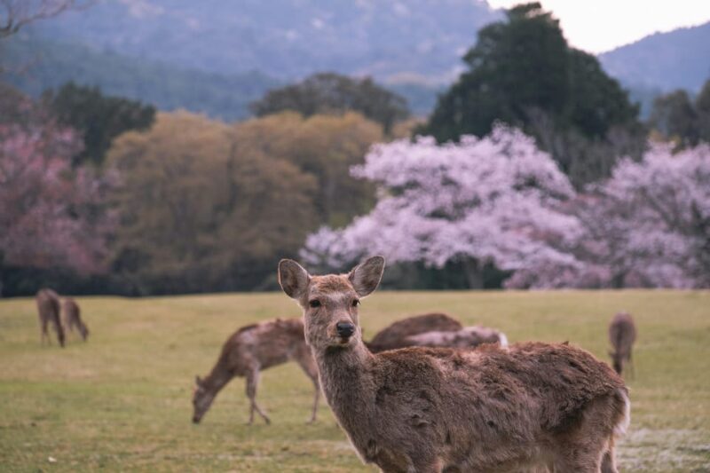 FROM Kyoto/Nara: Highlight Customized Trip With Hotel Pickup - Itinerary Highlights