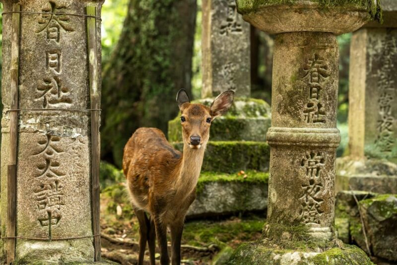 FROM Kyoto/Nara: Highlight Customized Trip With Hotel Pickup - Exploring Todaiji Daibutsuden