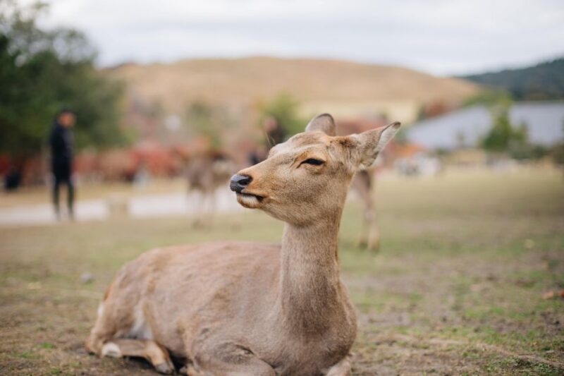 From Kyoto or Osaka: Private Walking Tour Through Nara - Highlights
