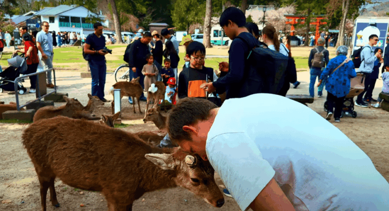 From Kyoto/Osaka: Nara Sightseeing Private Day Tour - Nara Park Encounters