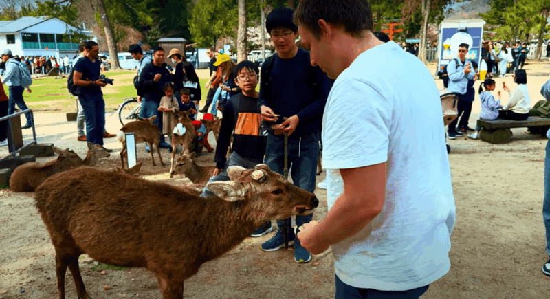 From Kyoto/Osaka: Nara Sightseeing Private Day Tour - Kofuku-ji Temple Admiration