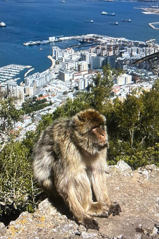 From La Cala/Marbella/Estepona: Gibraltour Tour With Monkey Rock and Shopping - Key Points