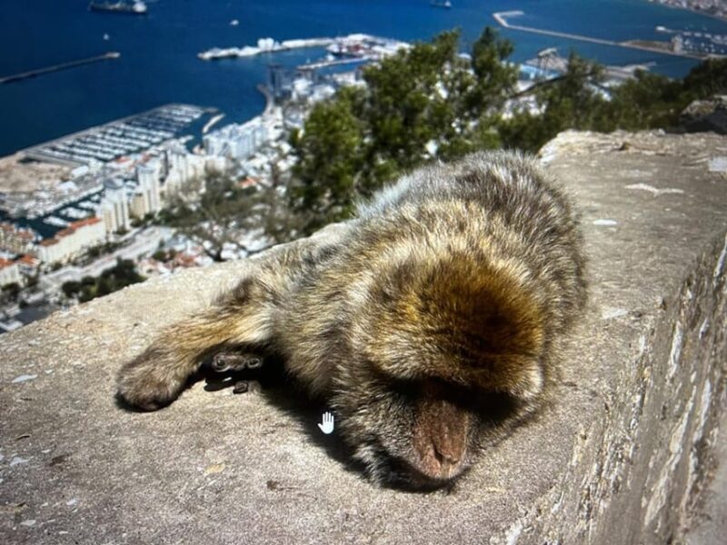 From La Cala/Marbella/Estepona: Gibraltour Tour With Monkey Rock and Shopping - Accessibility and Restrictions