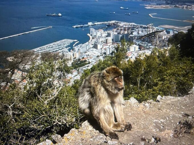 From La Cala/Marbella/Estepona: Gibraltour Tour With Monkey Rock and Shopping - Frequently Asked Questions