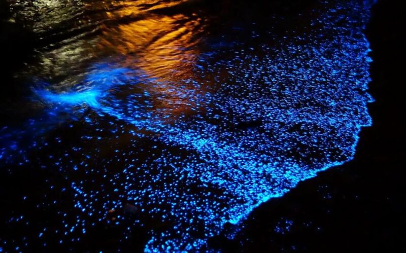From La Crucecita: Turtle Release & Bioluminescent Plankton - Key Points