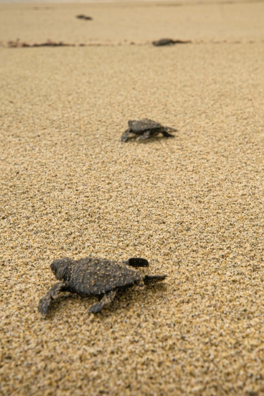 From La Crucecita: Turtle Release & Bioluminescent Plankton - Highlights of the Experience
