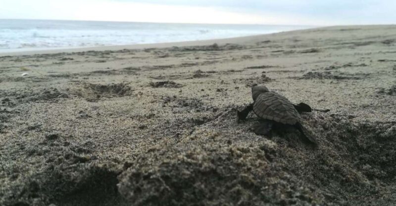 From La Crucecita: Turtle Release & Bioluminescent Plankton - Whats Included in the Tour