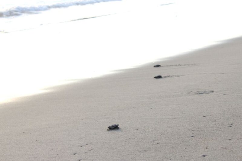 From La Crucecita: Turtle Release & Bioluminescent Plankton - Turtle Conservation and Release