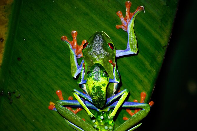 From La Fortuna: Río Celeste Tubing, Night Tour and Natural Pool. - Natural Pool Experience