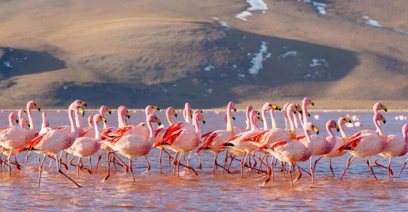 From La Paz: 4-Day Excursion to San Pedro De Atacama - Transport and Inclusions